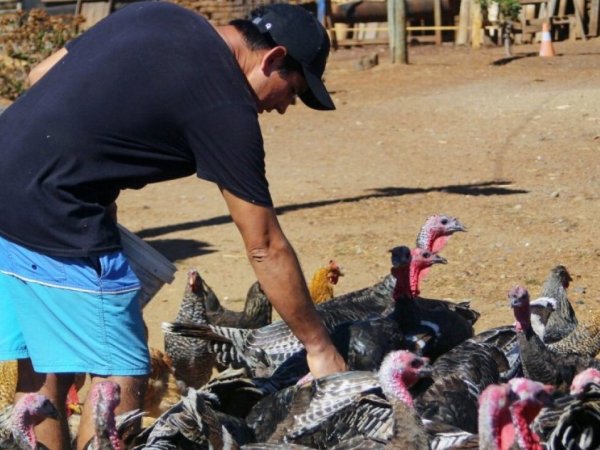 OMS alerta sobre la gripe aviar: Podría llegar a transmitirse entre humanos