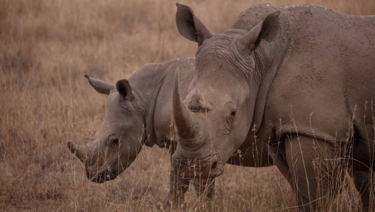 /tendencias/tecnologia/con-inteligencia-artificial-ayudan-a-rinocerontes-a-sobrevivir-en-africa